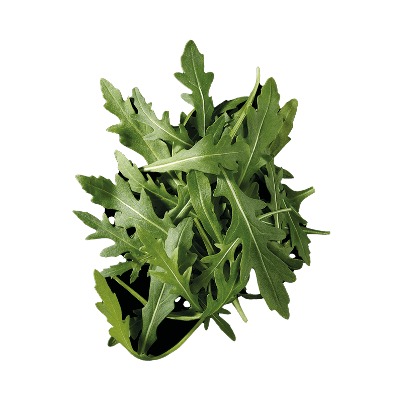 Roquette